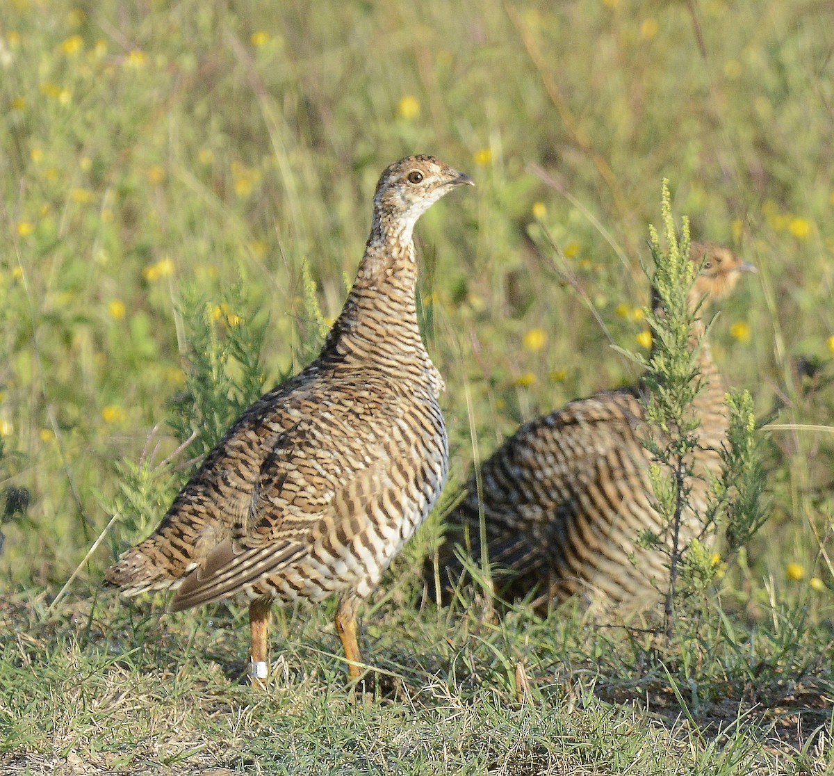 Greater Prairie-Chicken - Bill Matthews