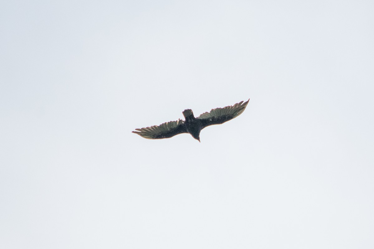 Turkey Vulture - ML273025641