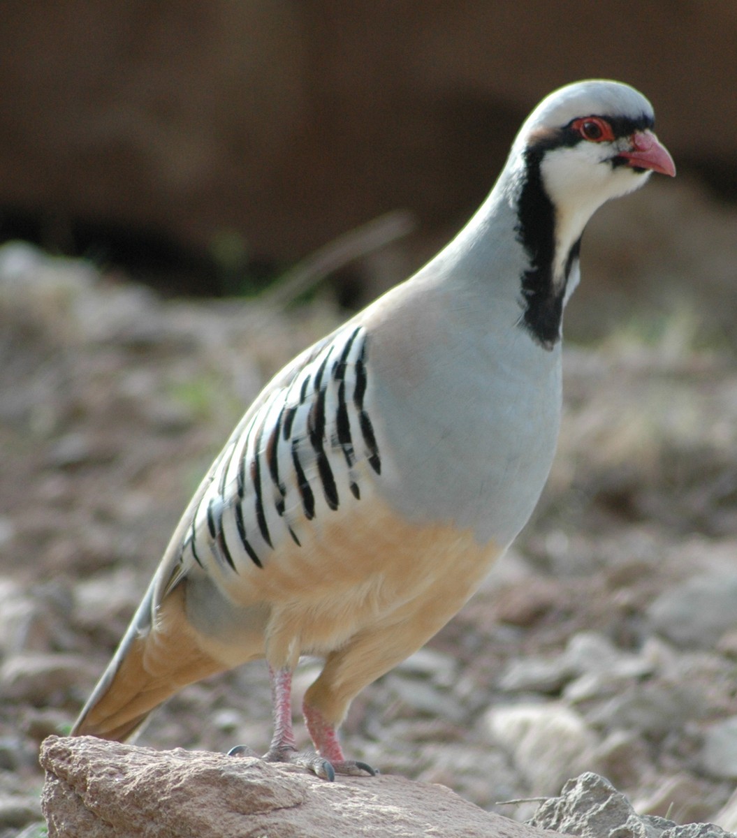 Chukarhuhn - ML273026251