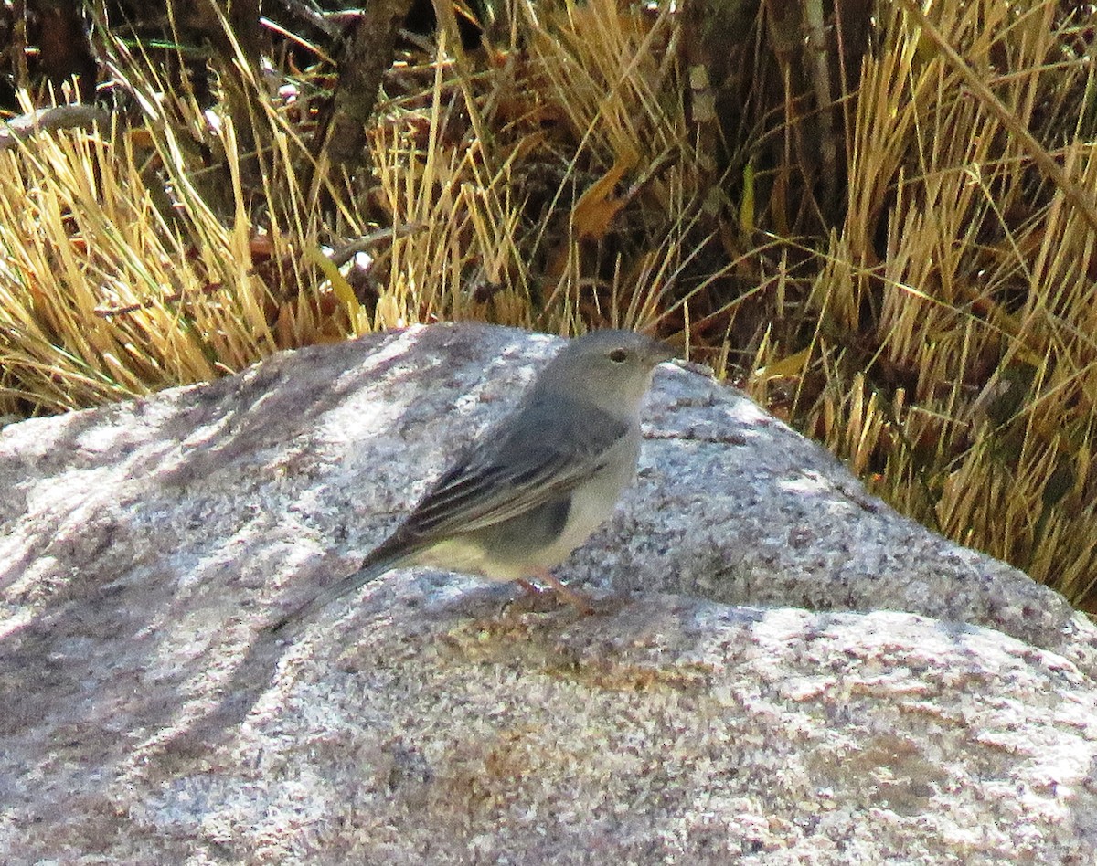 Plumbeous Sierra Finch - ML273026451