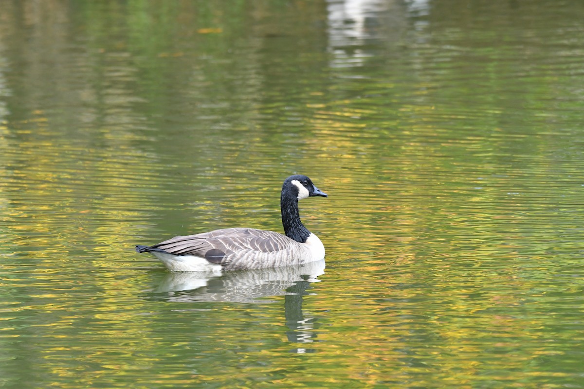 Canada Goose - ML273027071