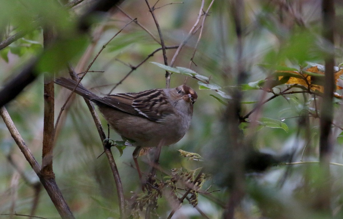 Porsuk Serçesi (leucophrys) - ML273027491