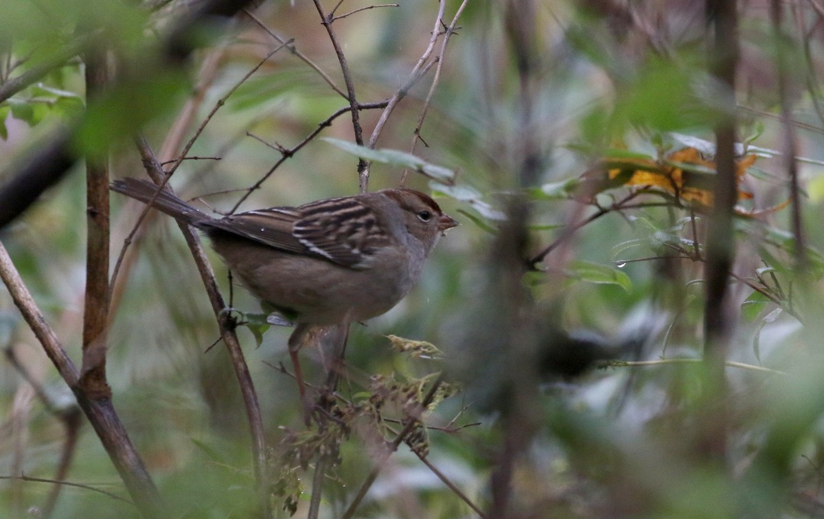 Porsuk Serçesi (leucophrys) - ML273027501