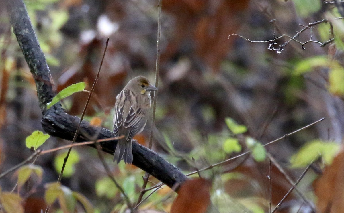 Dickcissel - ML273027531