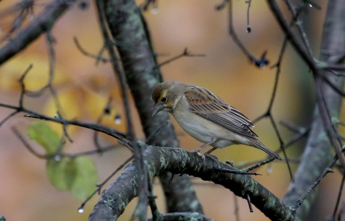 Dickcissel - ML273027841