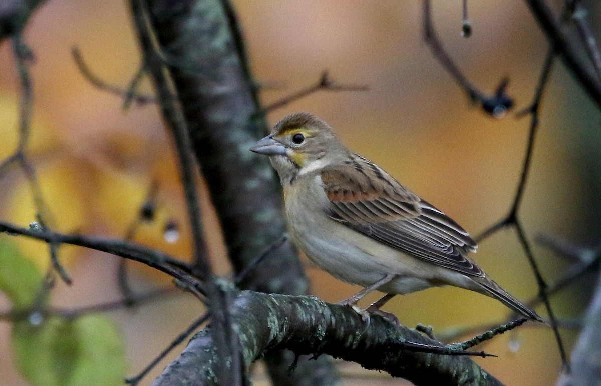 Dickcissel - ML273027891