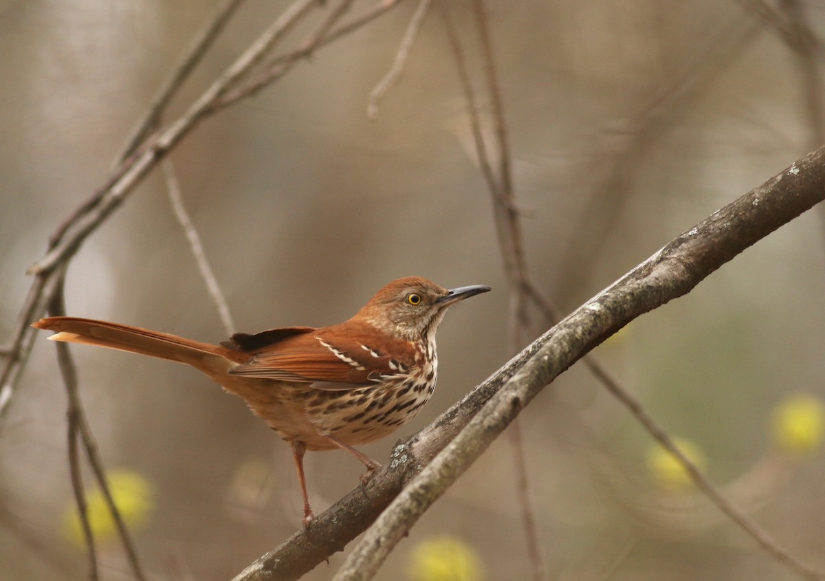 Brown Thrasher - Nathan Dubrow