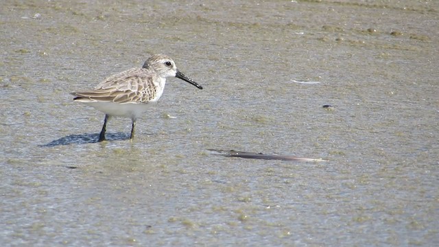 Western Sandpiper - ML273029551