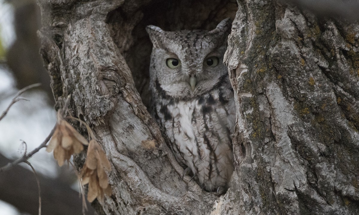 Eastern Screech-Owl - ML27303111