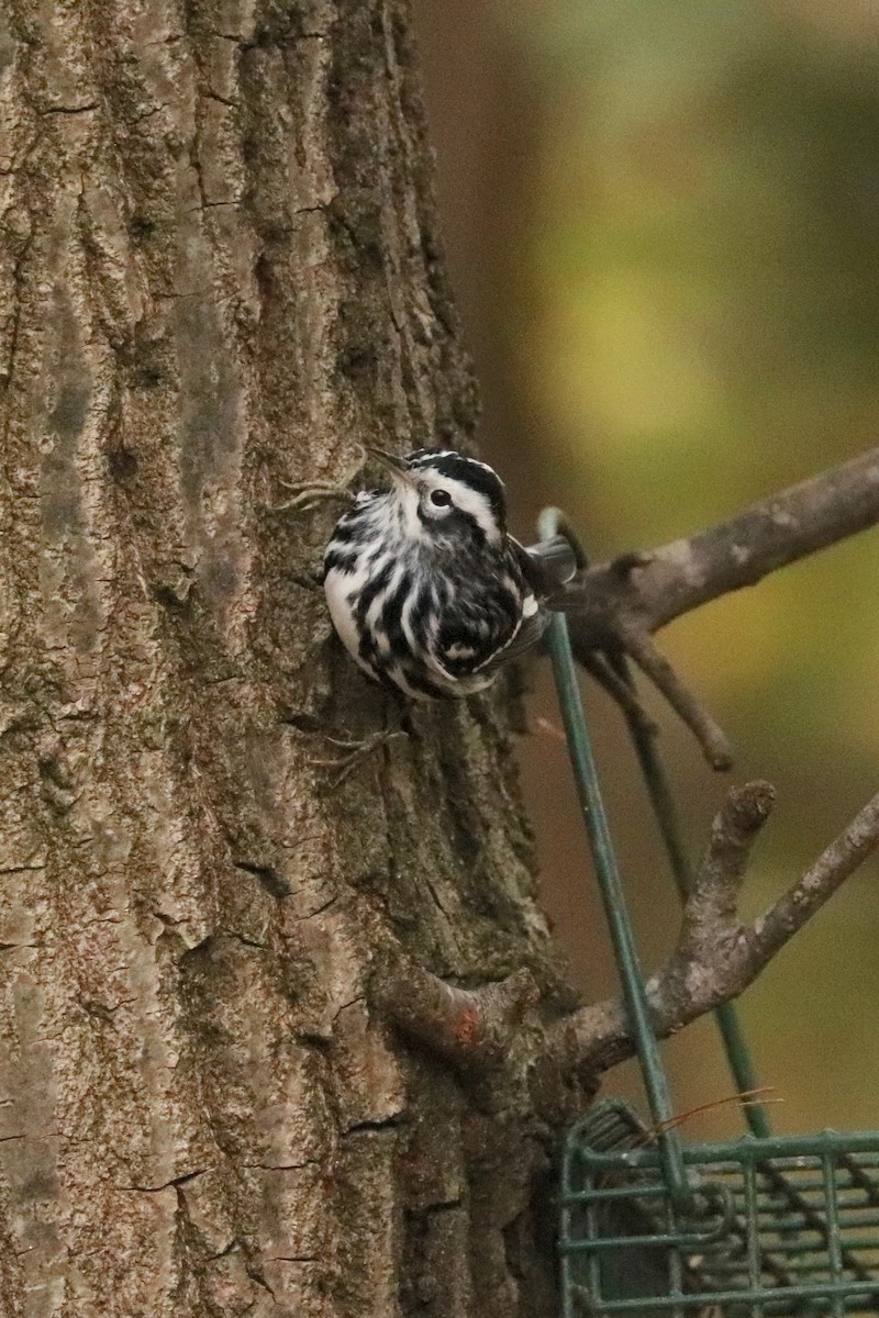 Black-and-white Warbler - Linette Mansberger