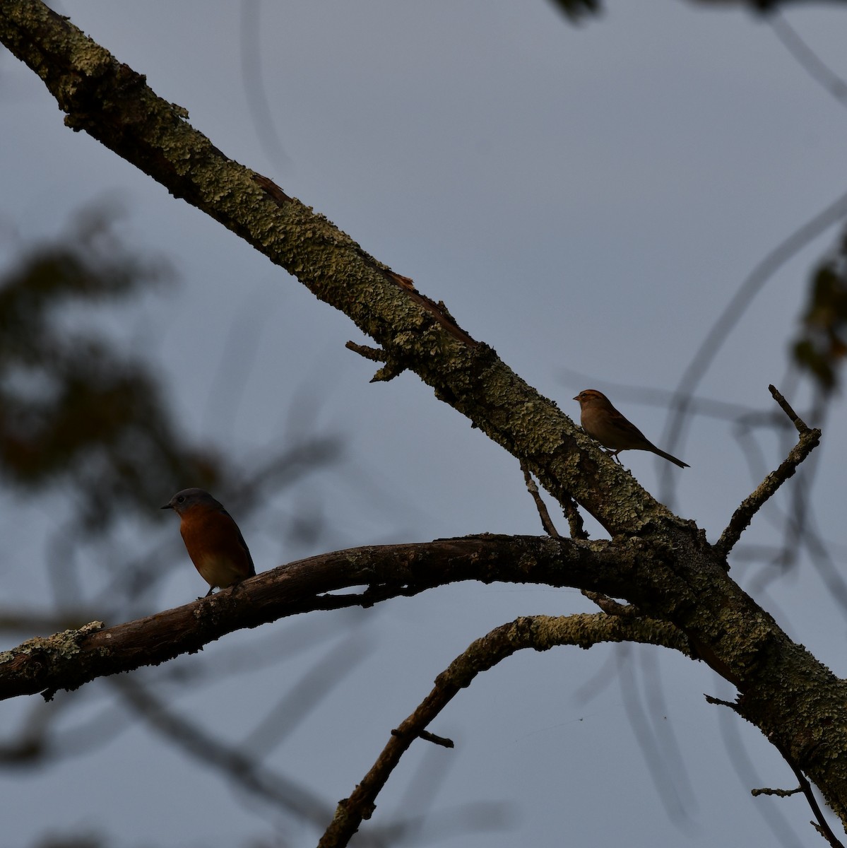 Chipping Sparrow - ML273032131