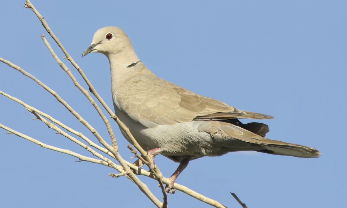 Eurasian Collared-Dove - Brian Sullivan