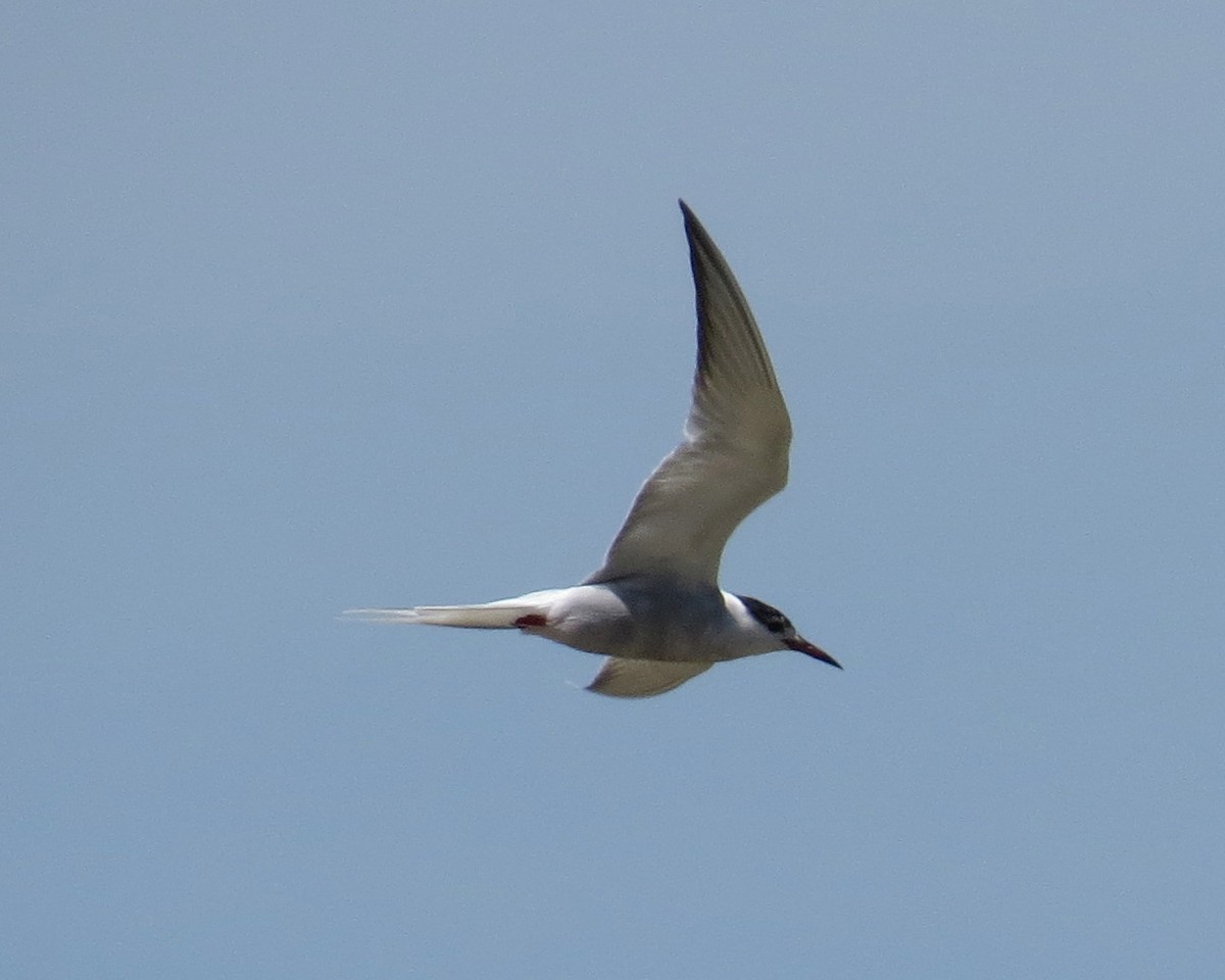 Эгэл хараалай - ML27303311