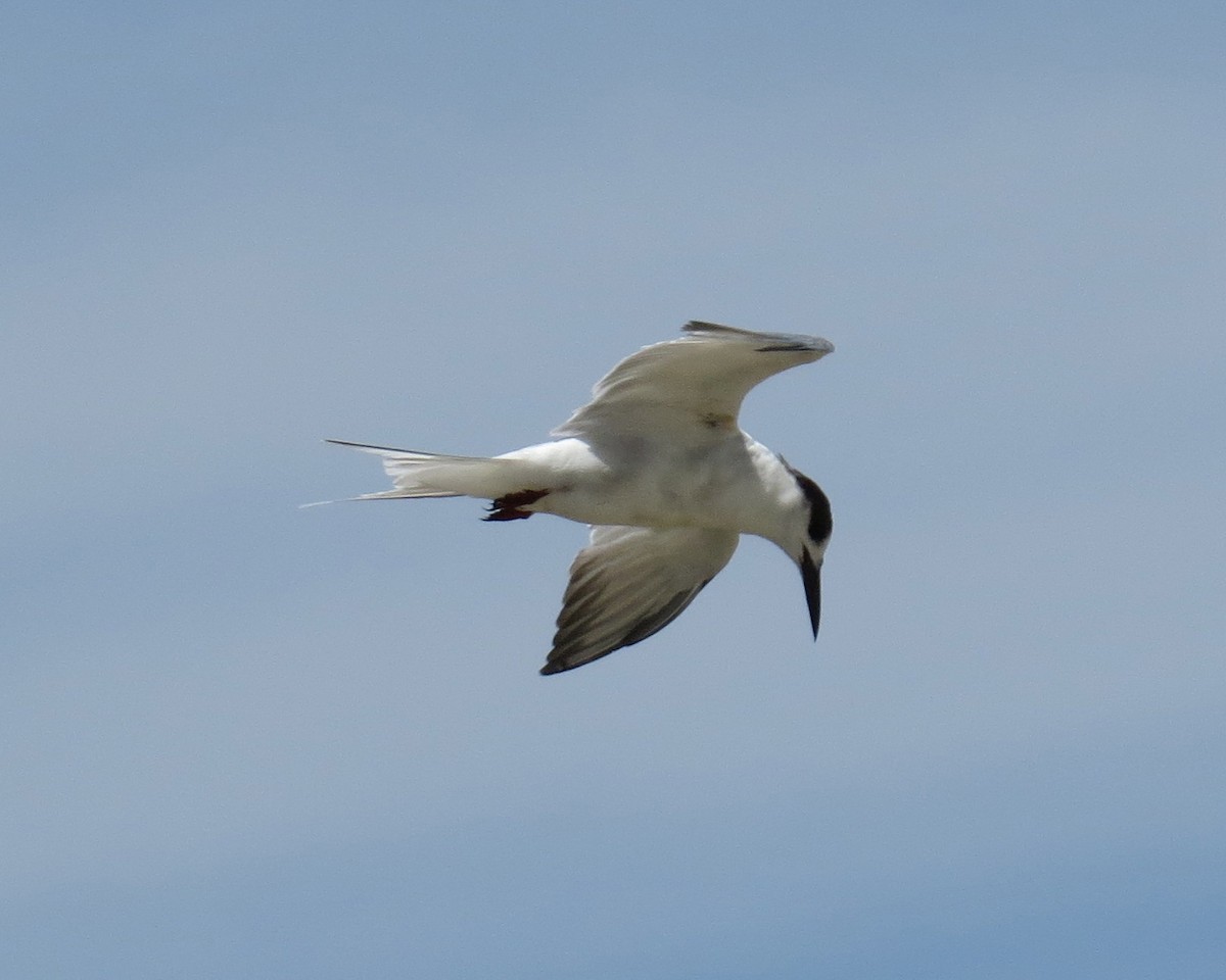 Эгэл хараалай - ML27303321