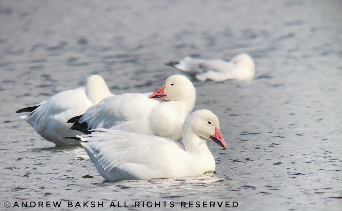 Snow Goose - ML273036661