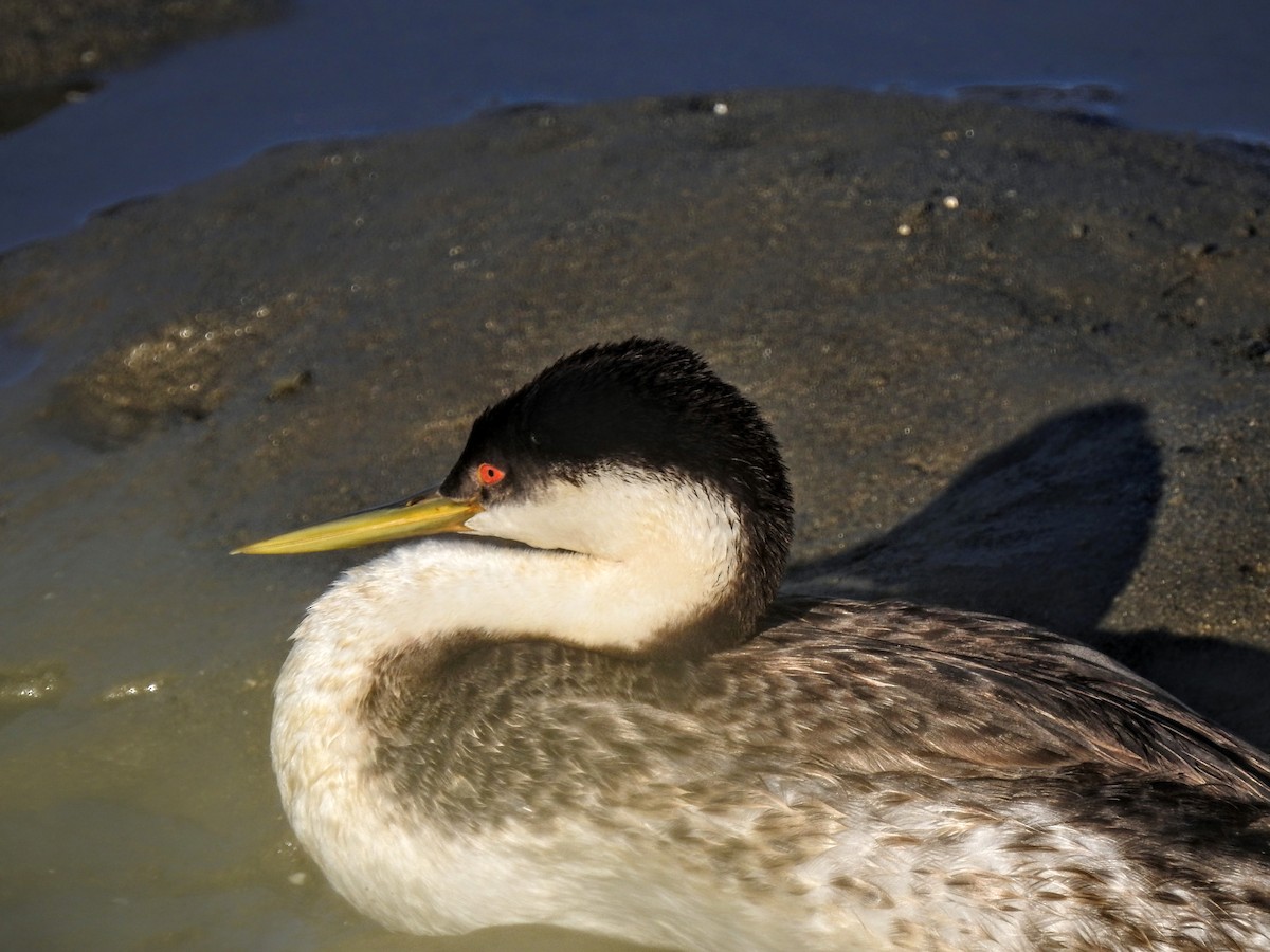 Western Grebe - Astrid Taen