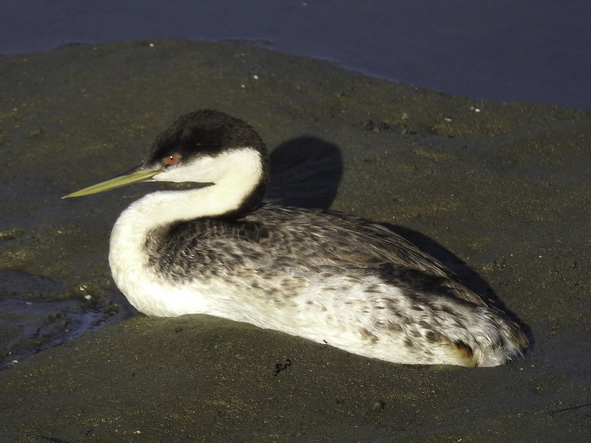 Western Grebe - Astrid Taen