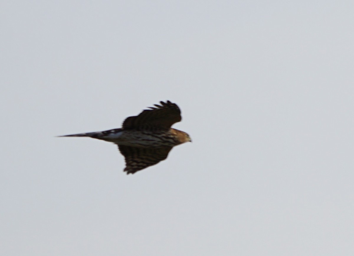 Sharp-shinned Hawk - ML273039701