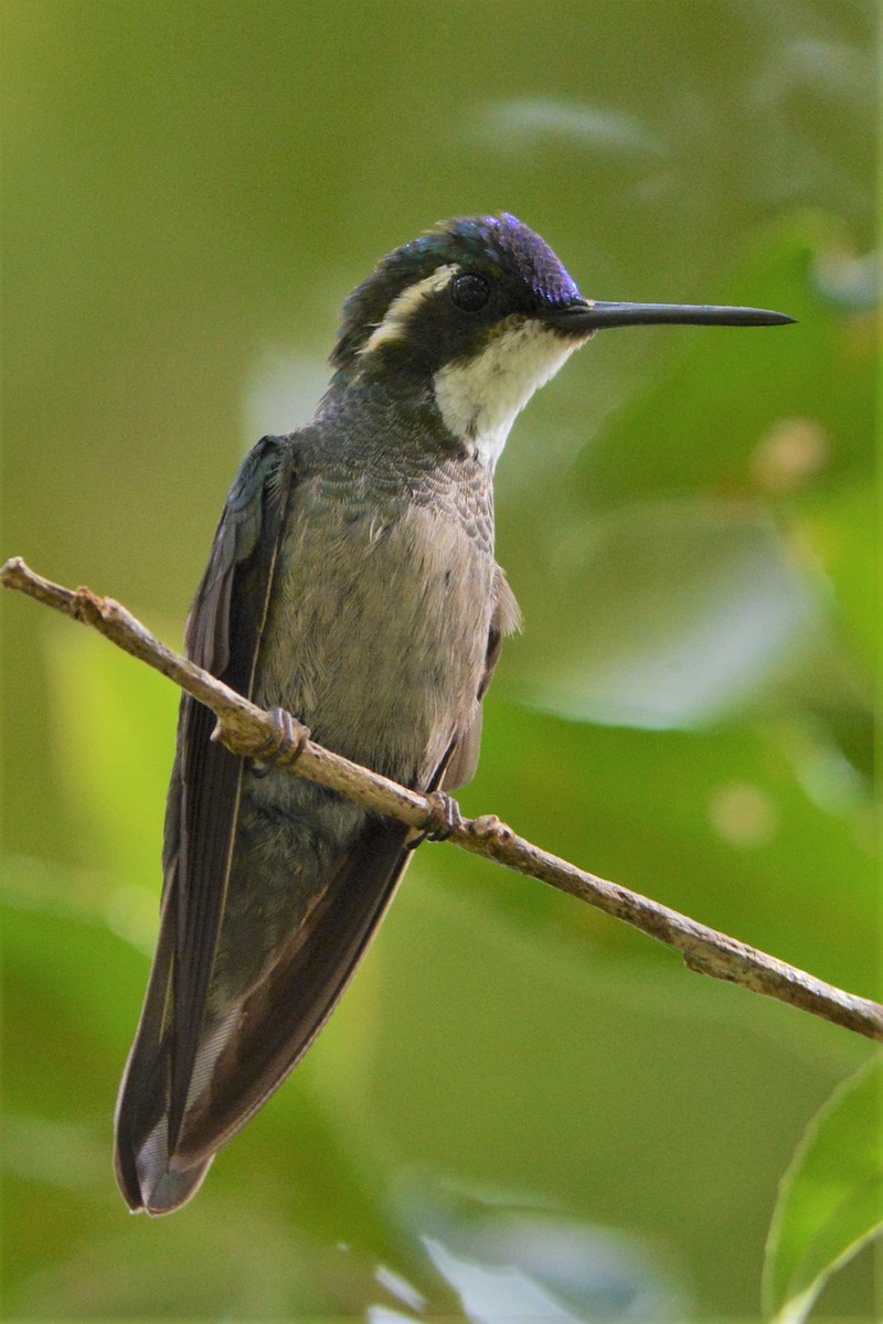 White-throated Mountain-gem - ML27303991