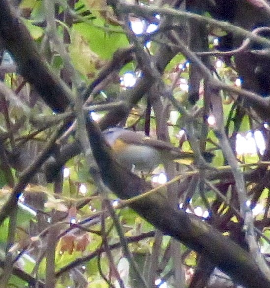 American Redstart - ML273040171