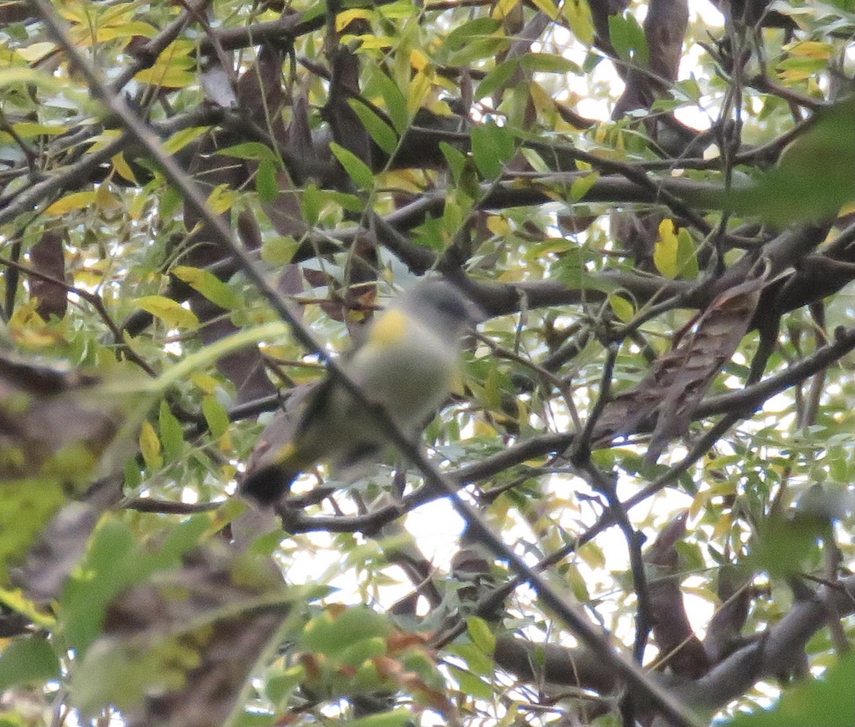American Redstart - ML273040181