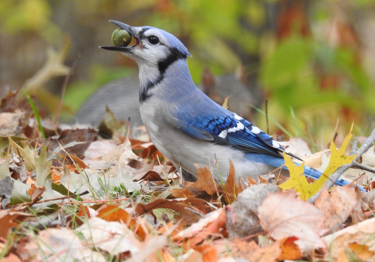 Blue Jay - ML273040481