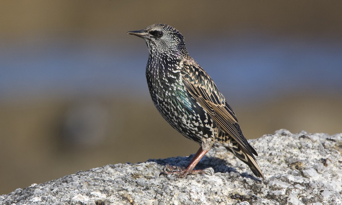 European Starling - ML27304121