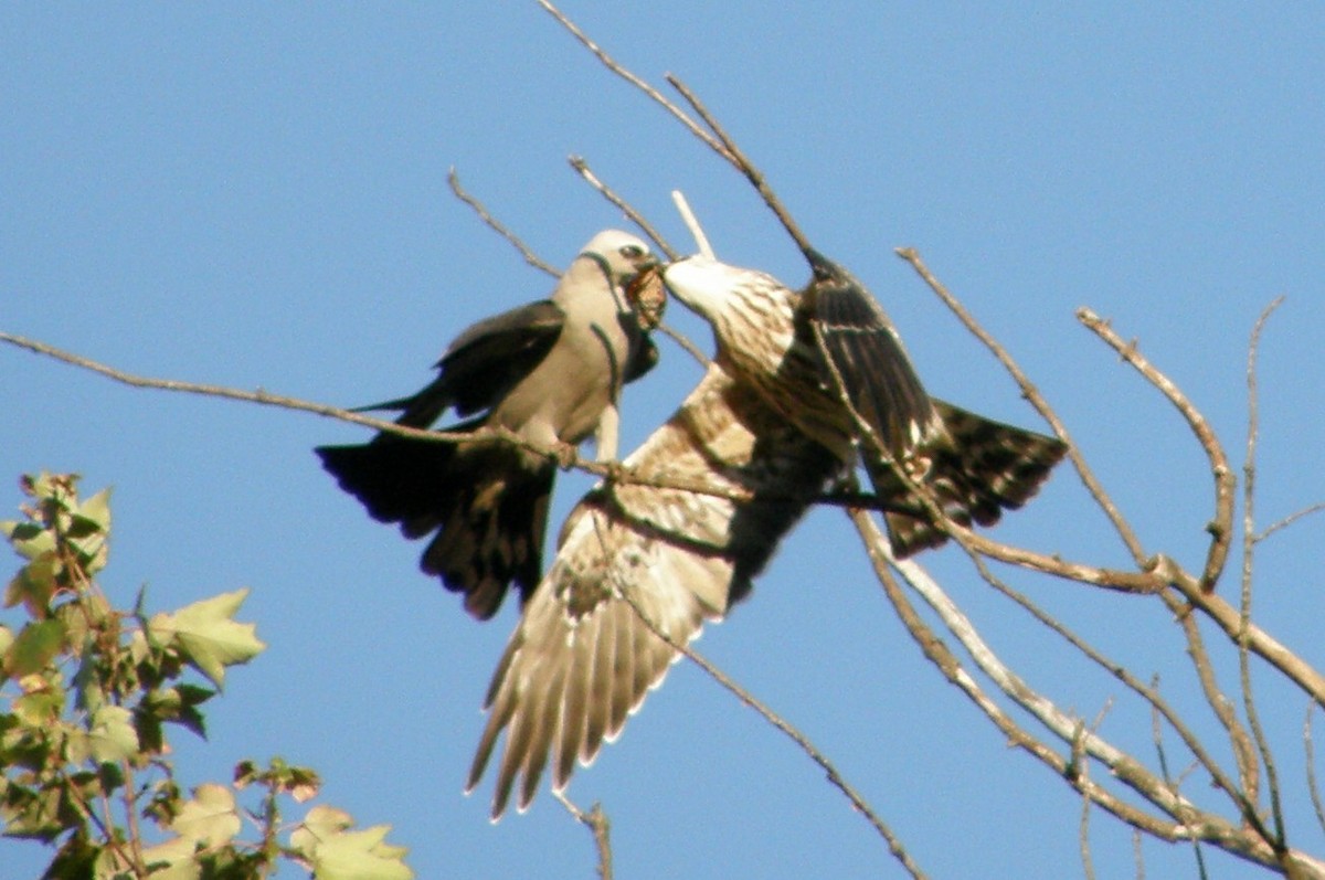 Mississippi Kite - ML273041301