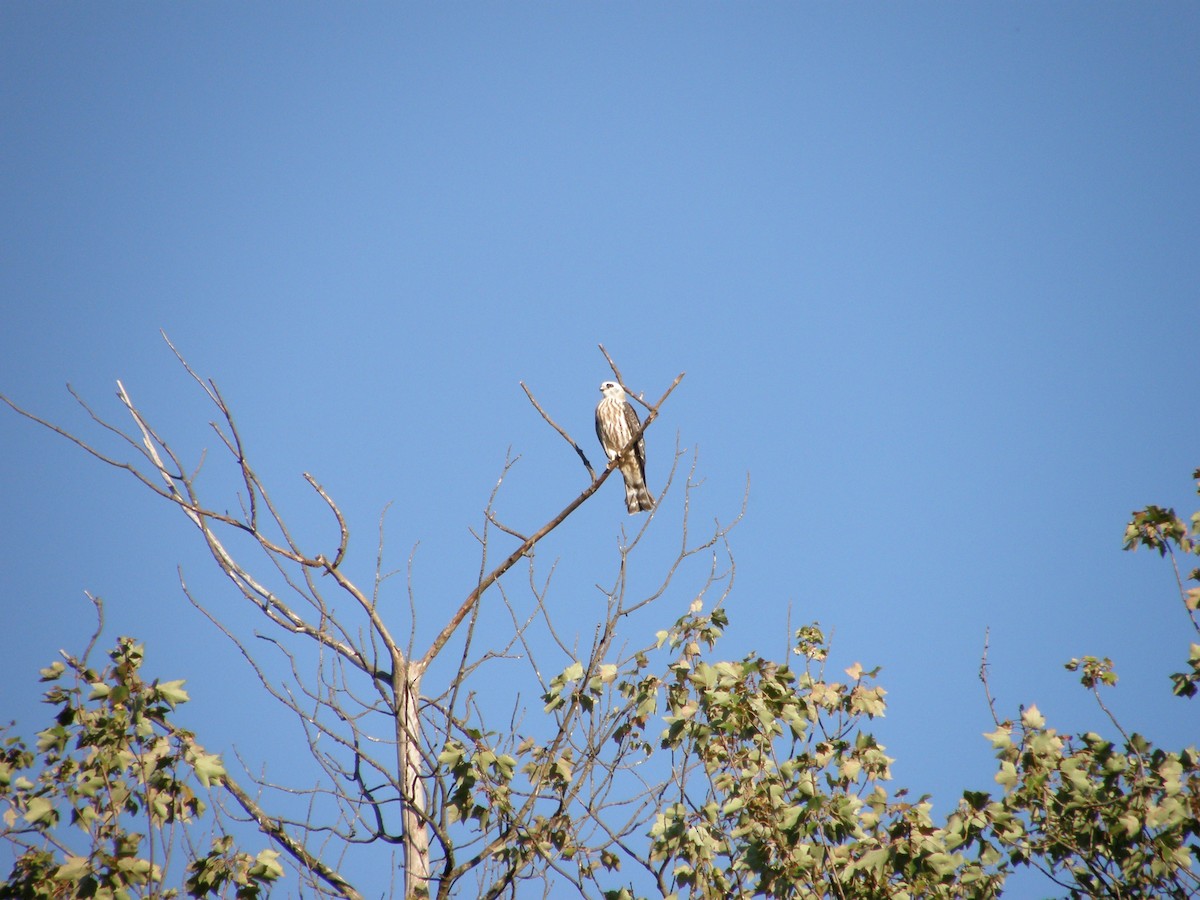 Mississippi Kite - Jamie Meyers