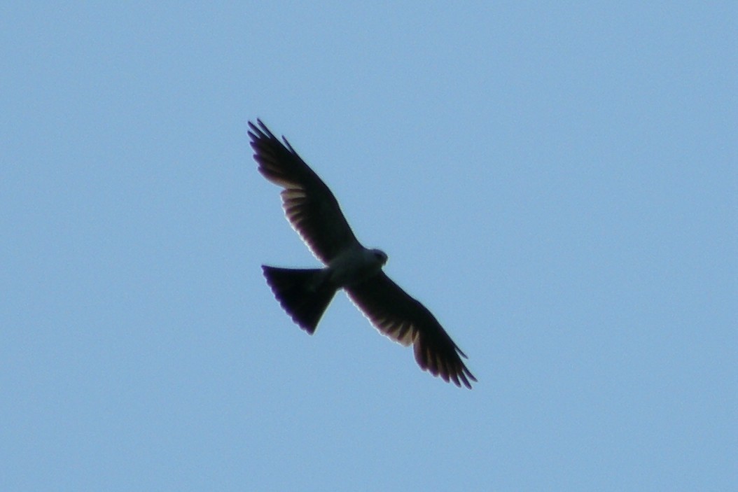 Mississippi Kite - Jamie Meyers