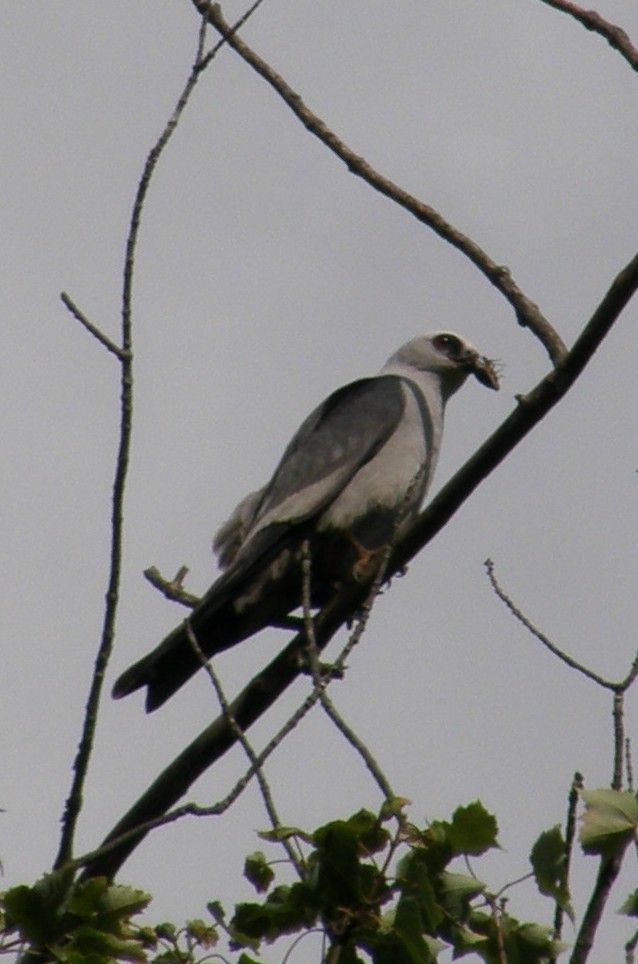 Mississippi Kite - ML273042171