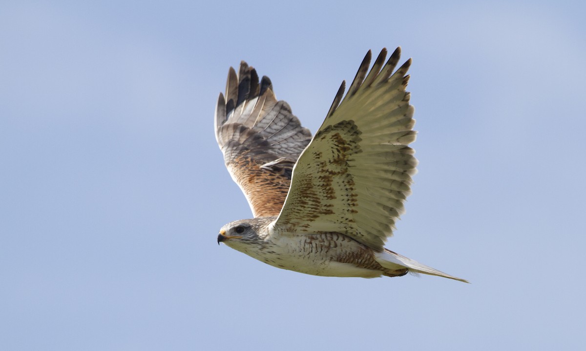 Ferruginous Hawk - Brian Sullivan
