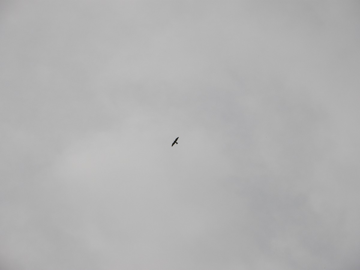 Mississippi Kite - ML273043431