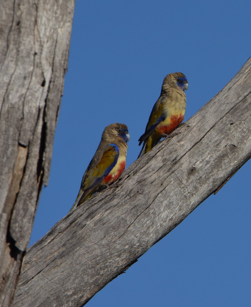 Perico Cariazul - ML273044471