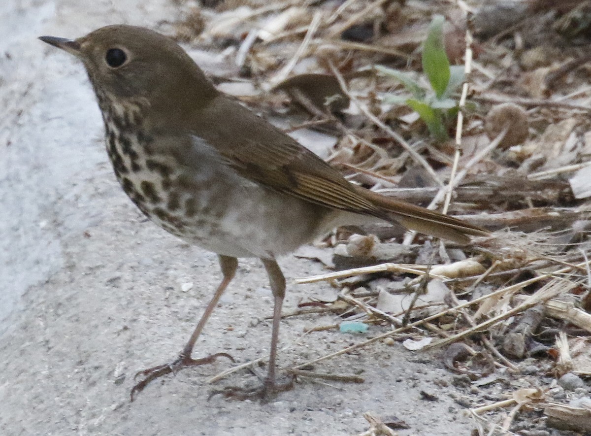 Hermit Thrush - George Nothhelfer