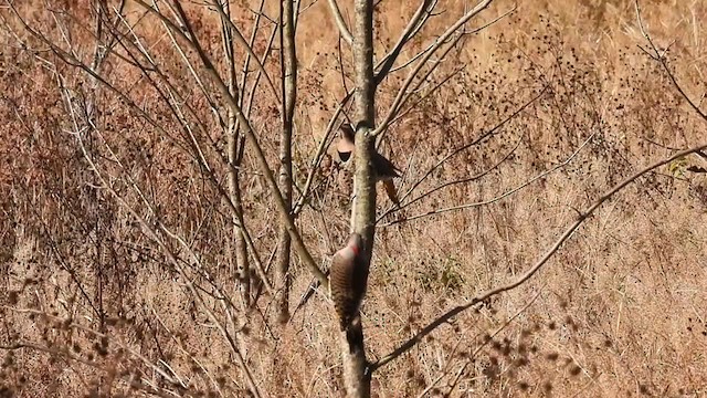 Northern Flicker (Yellow-shafted) - ML273052311