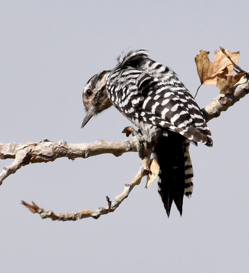 Ladder-backed Woodpecker - Steven Mlodinow