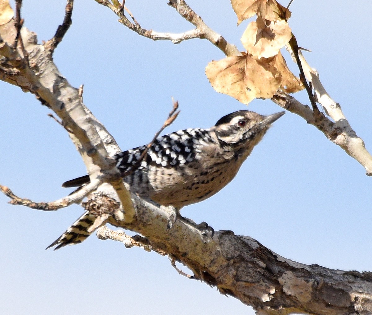 Ladder-backed Woodpecker - ML273052441