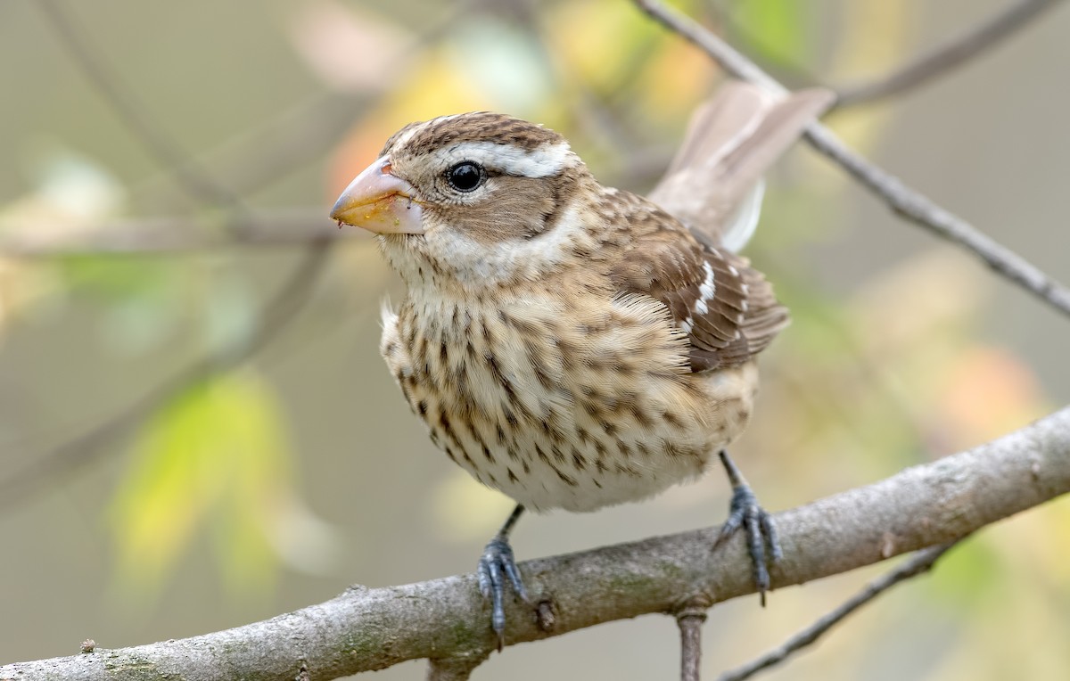 Rose-breasted Grosbeak - Shailesh Pinto