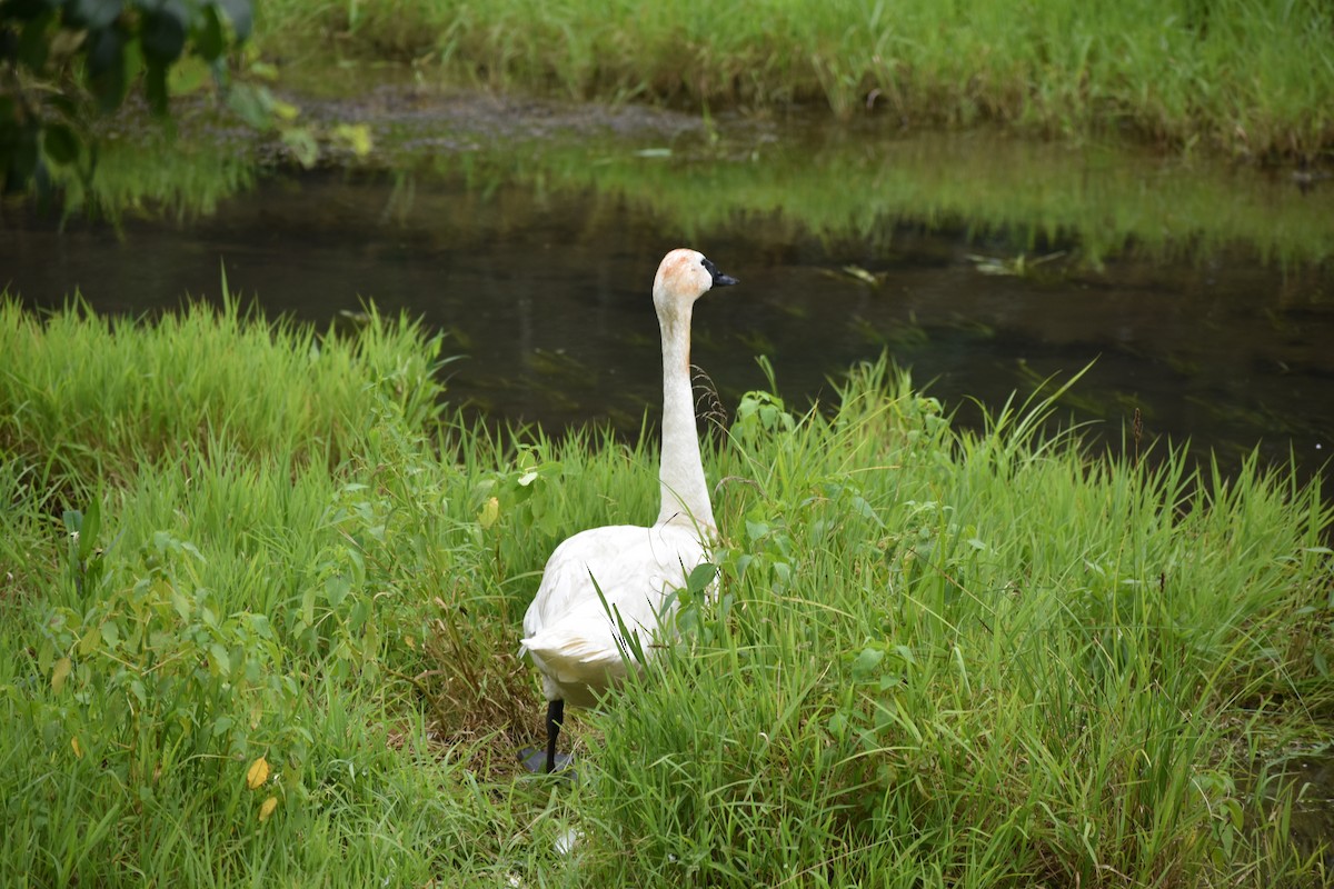 Trumpeter Swan - ML273053221