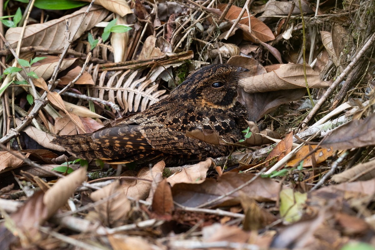 Silky-tailed Nightjar - ML273054761