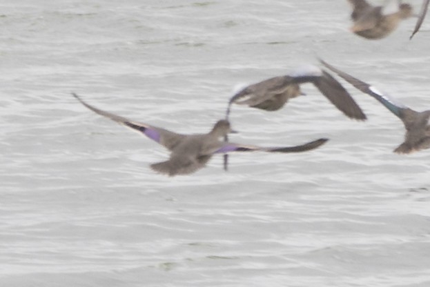 Green-winged Teal - ML273056211