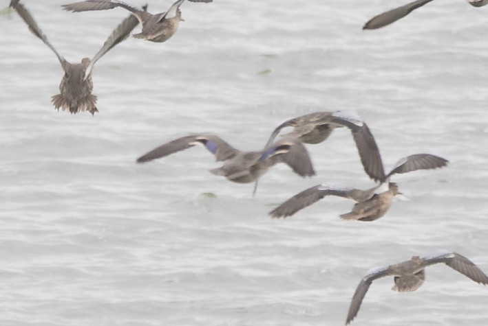 Green-winged Teal - ML273056231