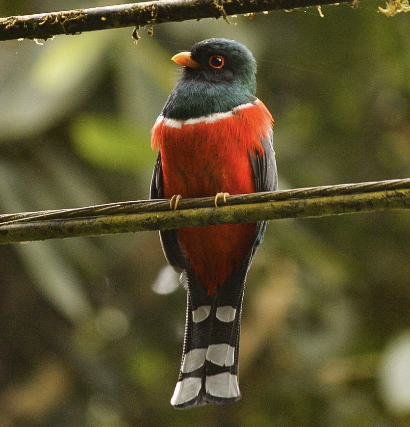 Masked Trogon - ML273056711