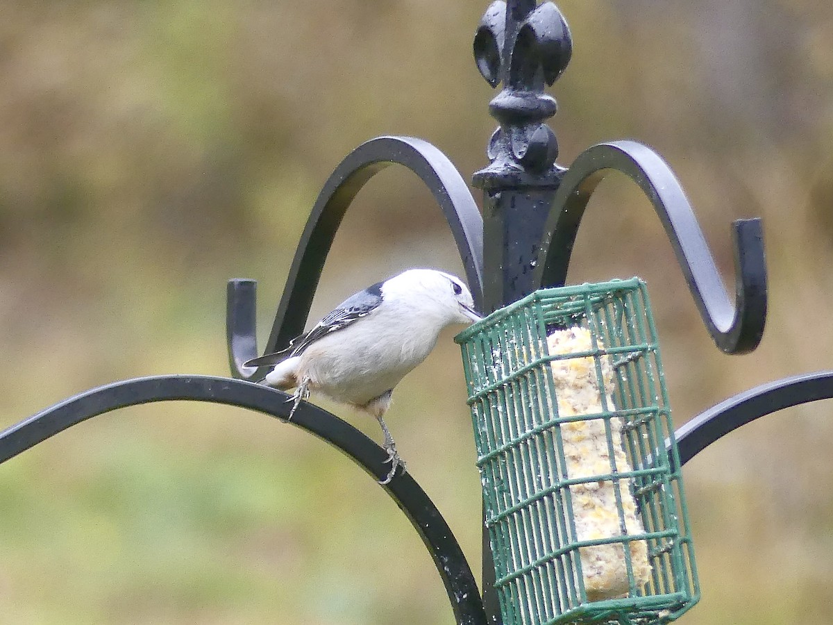 White-breasted Nuthatch - ML273057401