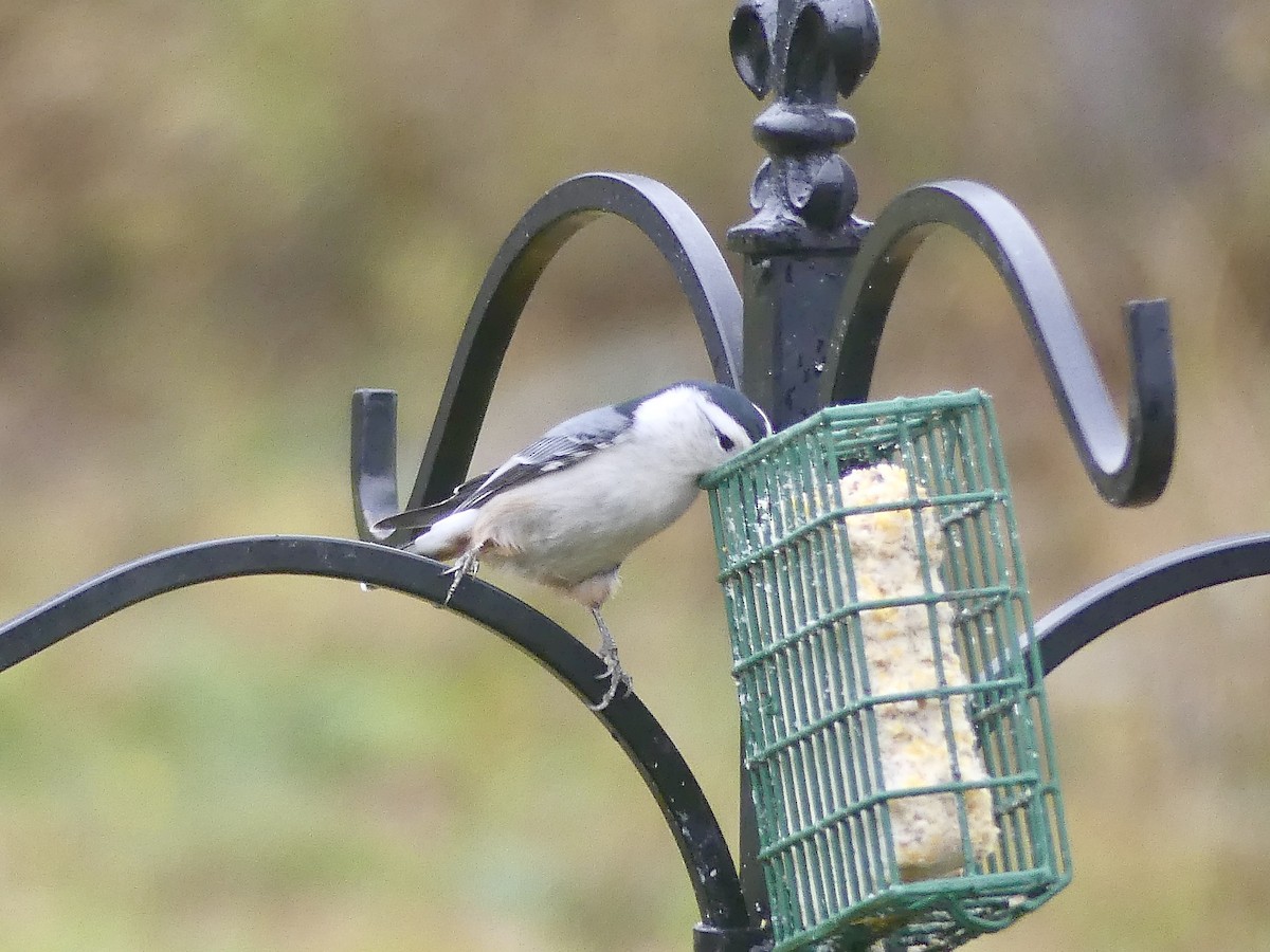 White-breasted Nuthatch - ML273057471