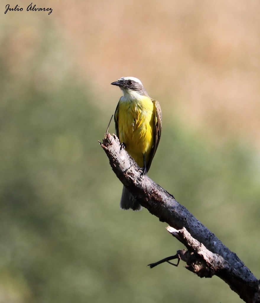Social Flycatcher - ML273058671
