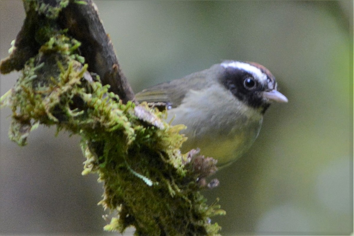 Black-cheeked Warbler - ML27305871