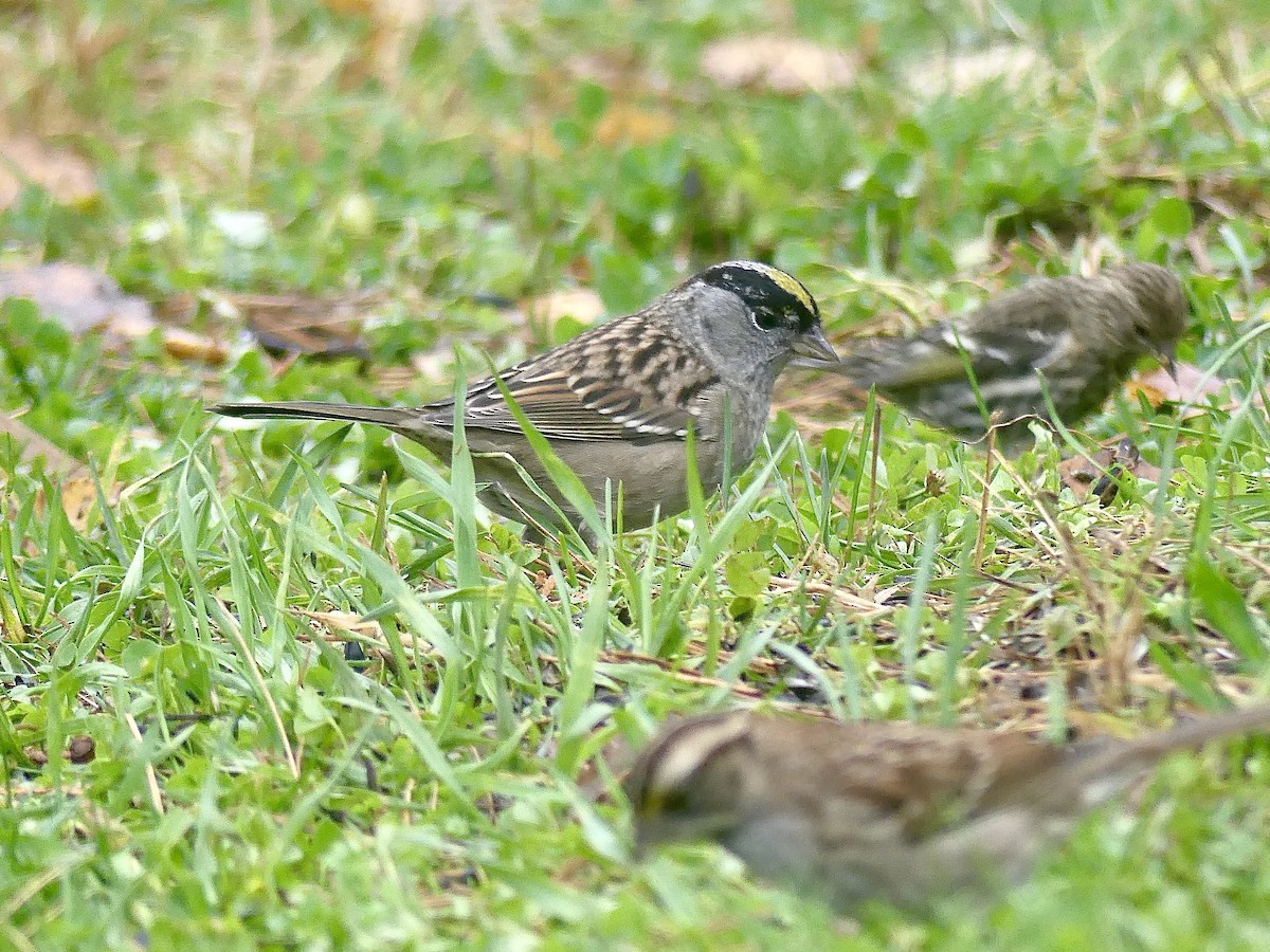 Golden-crowned Sparrow - Laura Blutstein