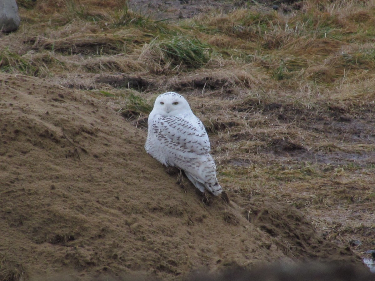 Цэвдгийн ууль - ML273059981